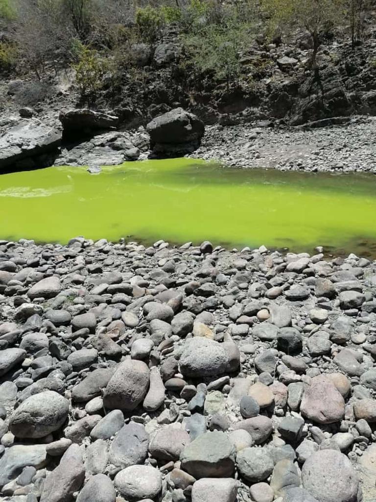 Mueren primeros animales por contaminación de río en Morelos