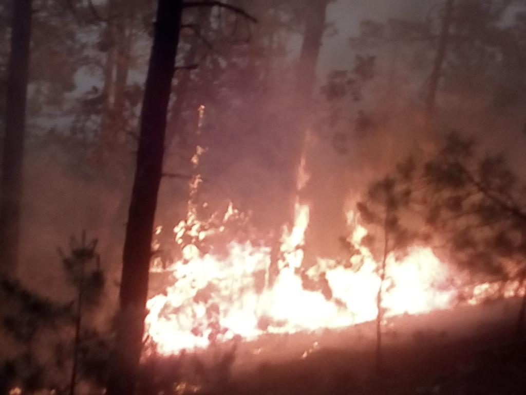 Devastan incendios bosque de Chihuahua