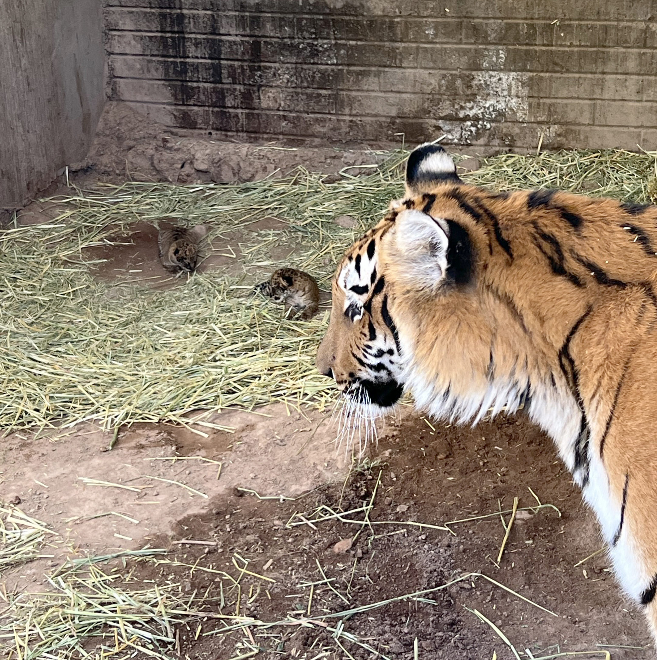 Nacen 2 ligres en zoológico de Chihuahua