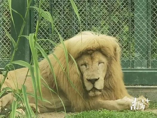 Sorprende melena de León en zoológico de China