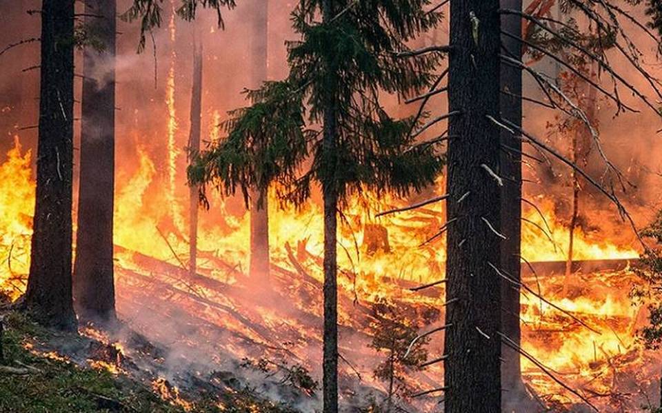 Vuelve el fuego a los bosques de Chihuahua