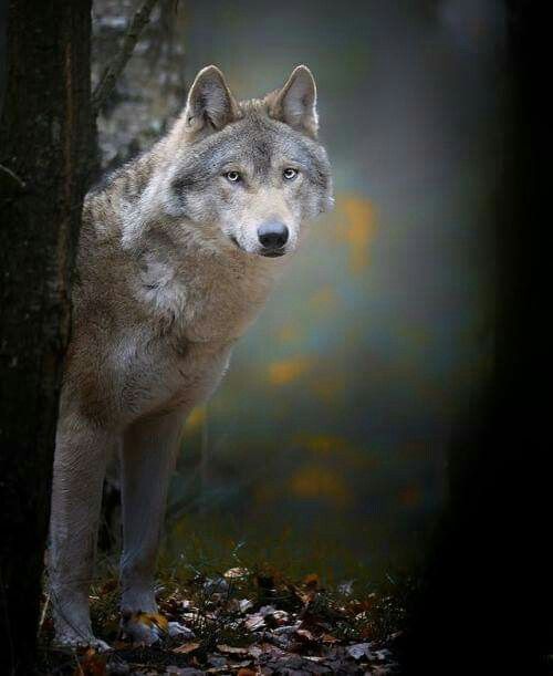 LOBA