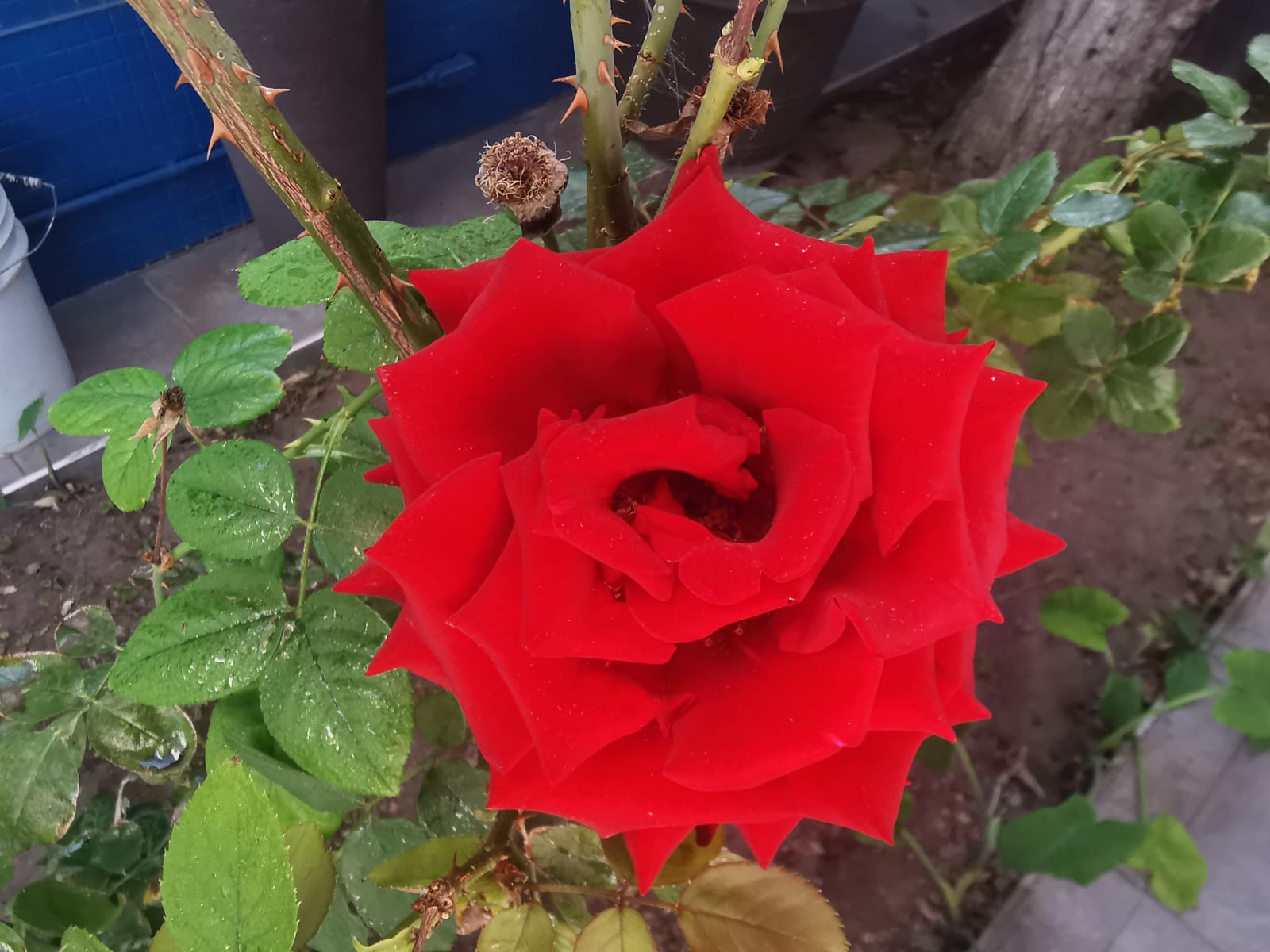 La invitada