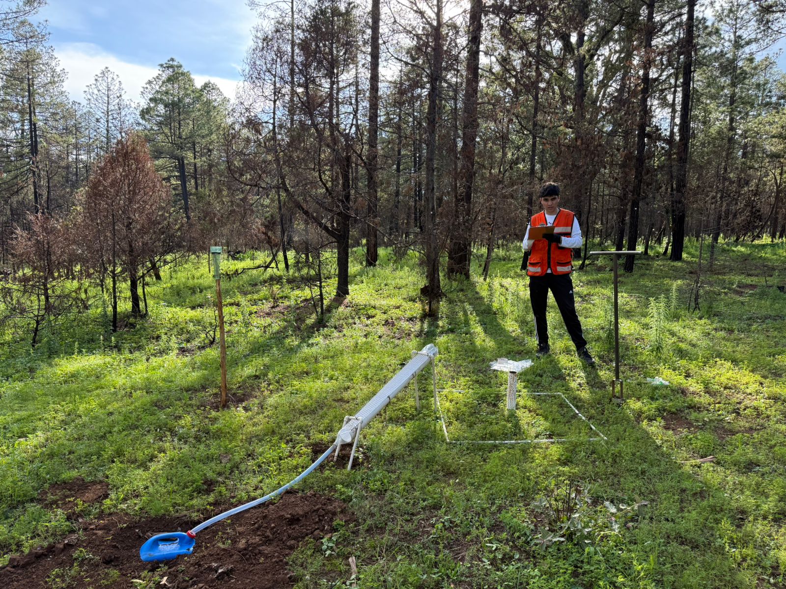 Los bosques como aliados frante al cambio climático