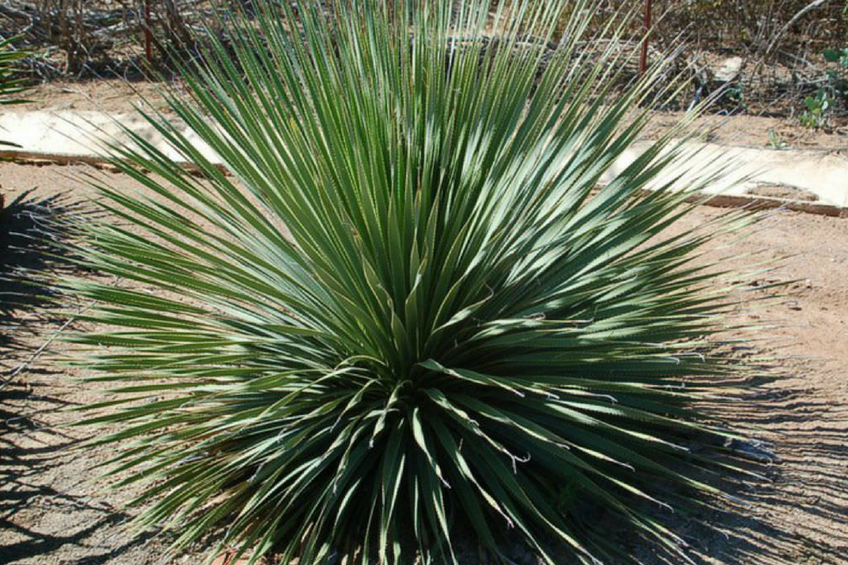 Desarrolla investigadora proyecto para fortalecer la producción sostenible de sotol en Chihuahua